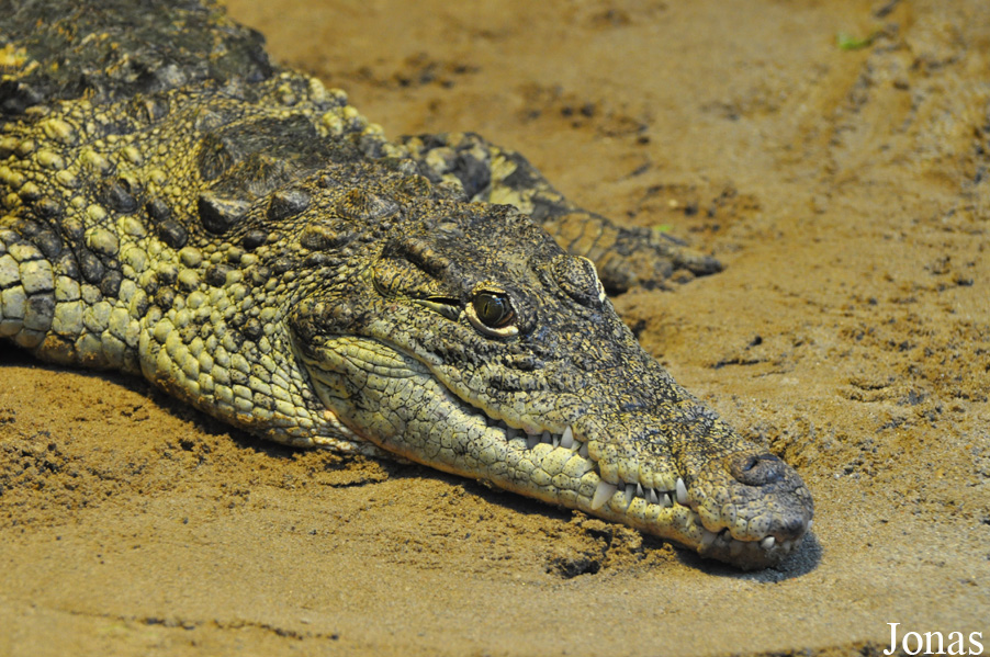 Crocodylus niloticus cowiei