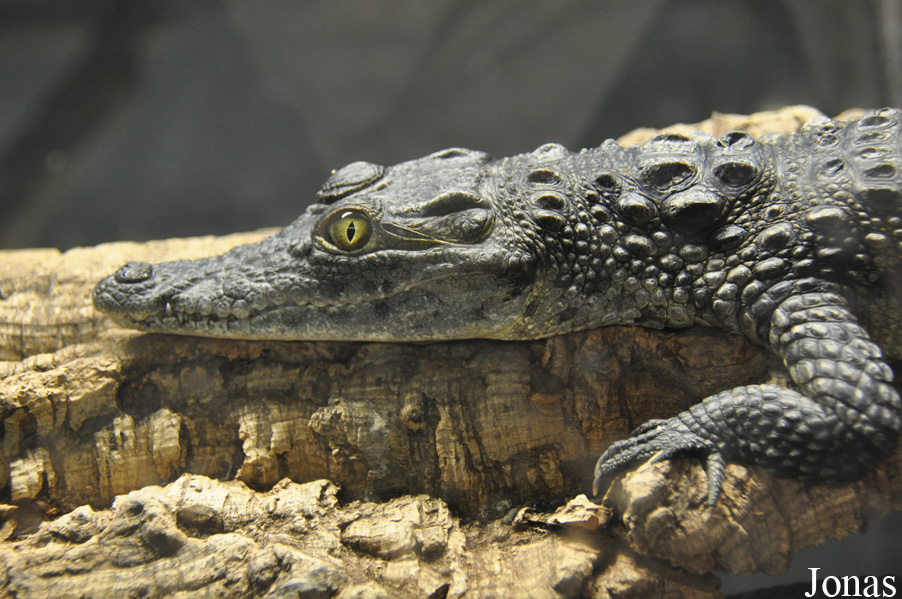 Crocodylus niloticus cowiei