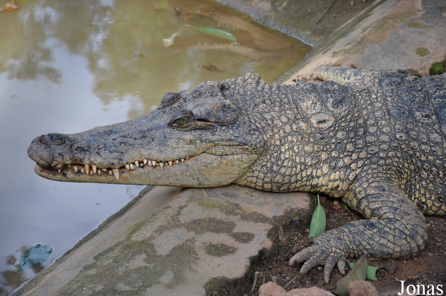 Crocodylus porosus