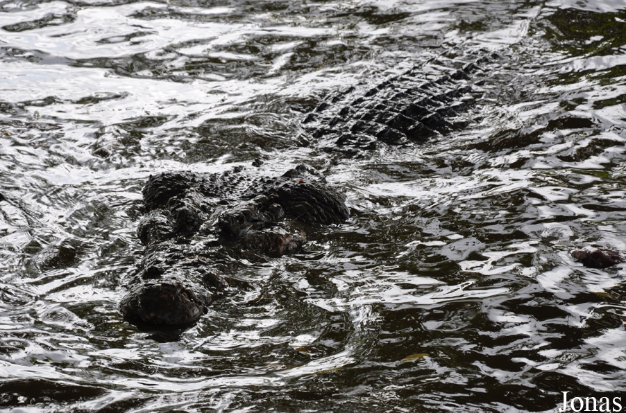 Crocodylus porosus