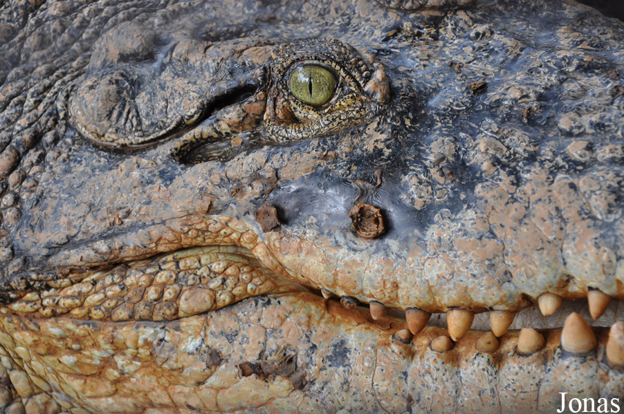 Crocodylus porosus