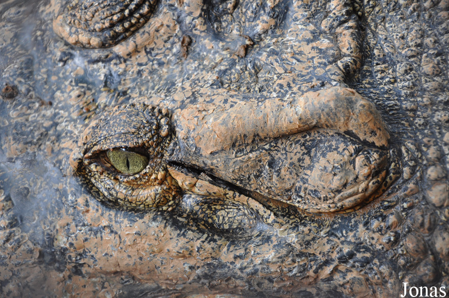 Crocodylus porosus