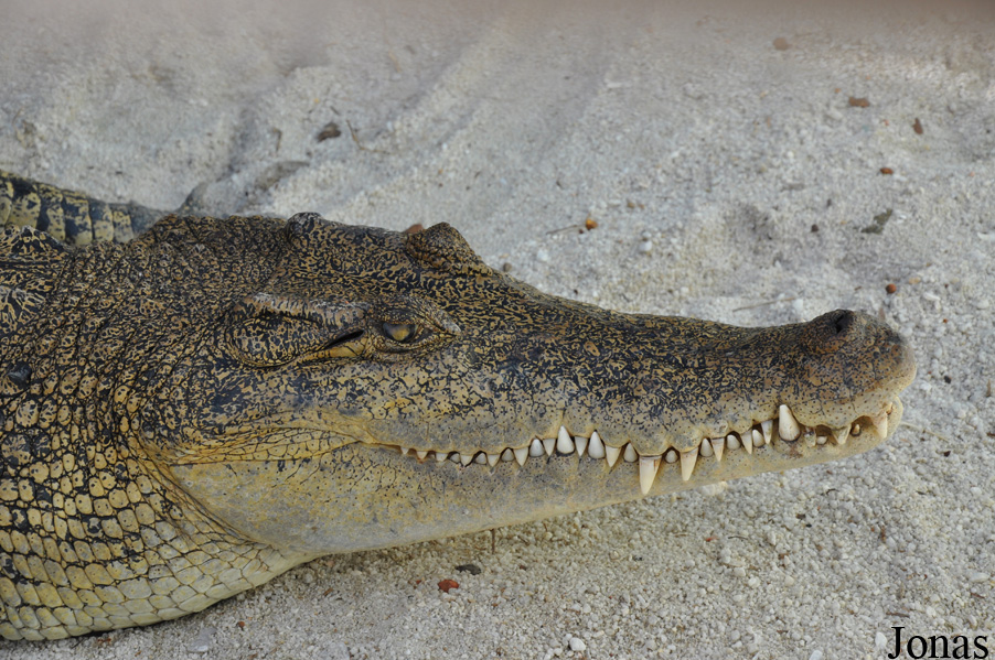 Crocodylus porosus