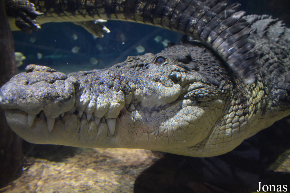 Crocodylus porosus