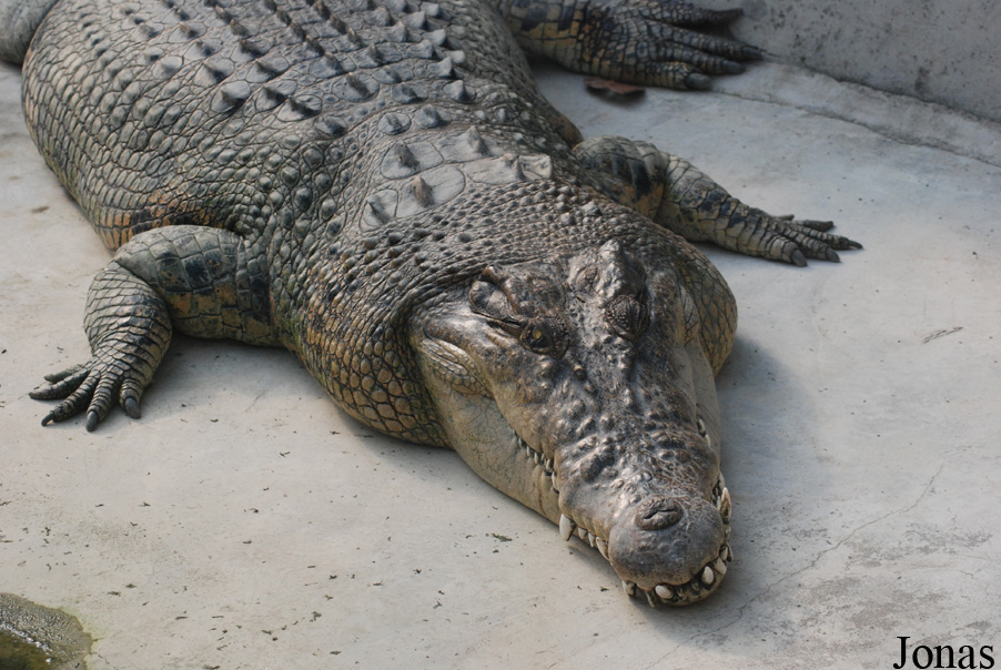 Crocodylus porosus