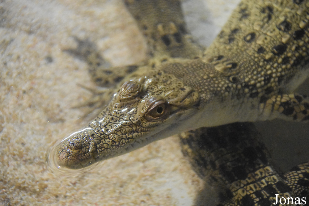 Crocodylus porosus