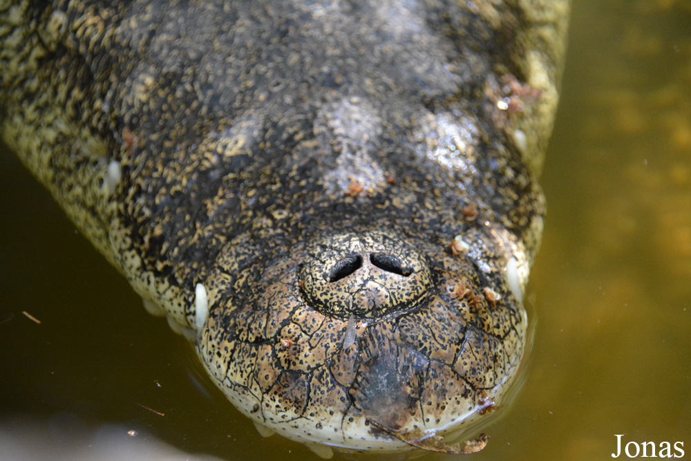 Crocodylus rhombifer