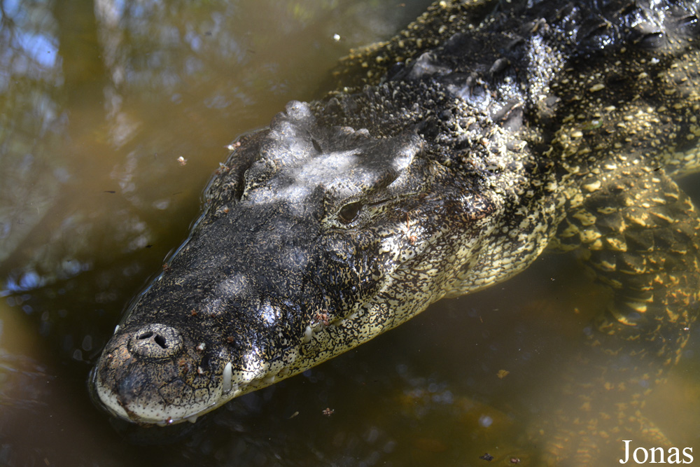 Crocodylus rhombifer