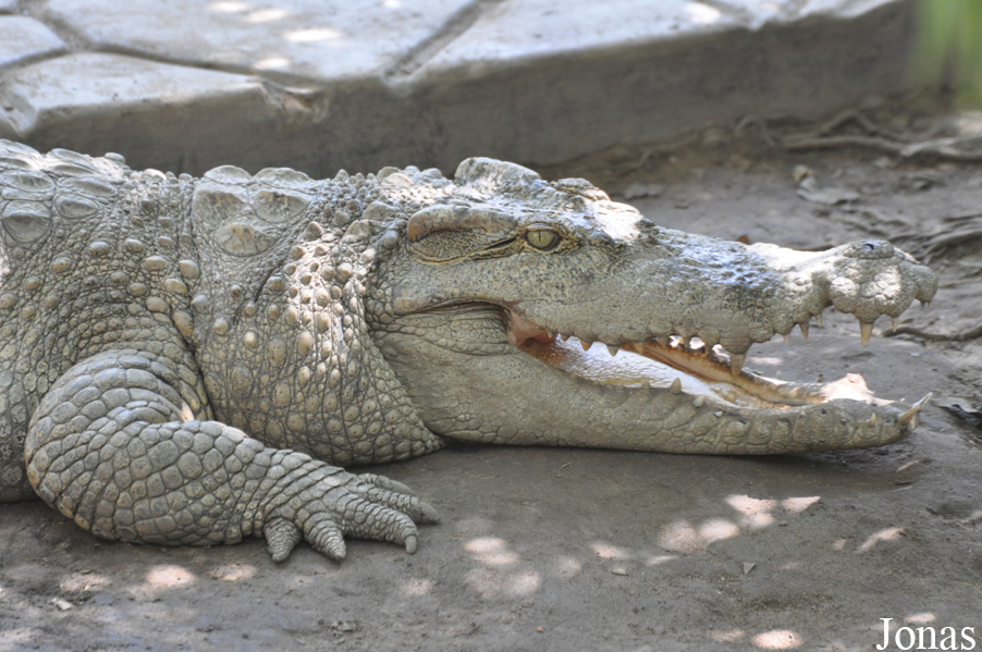 Crocodylus siamensis