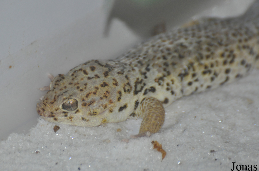 Teratoscincus roborowskii