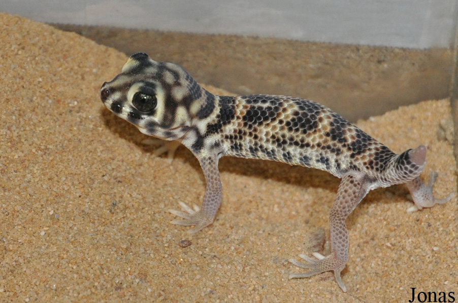 Teratoscincus scincus