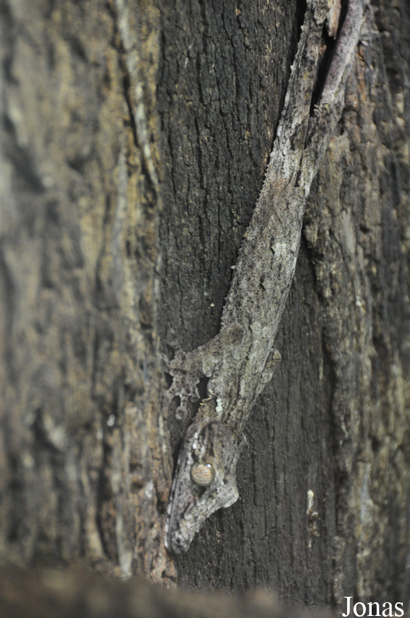 Uroplatus sikorae