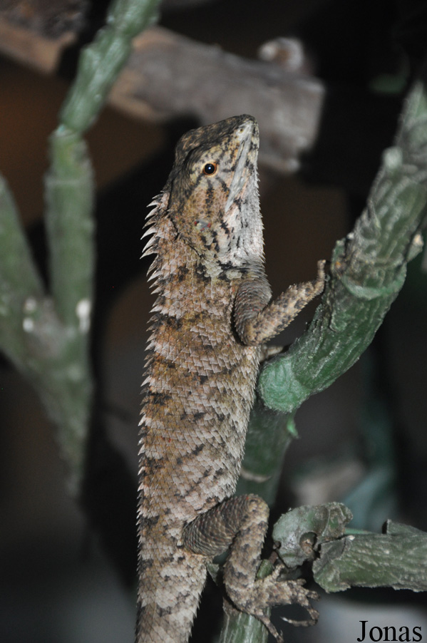 Calotes versicolor