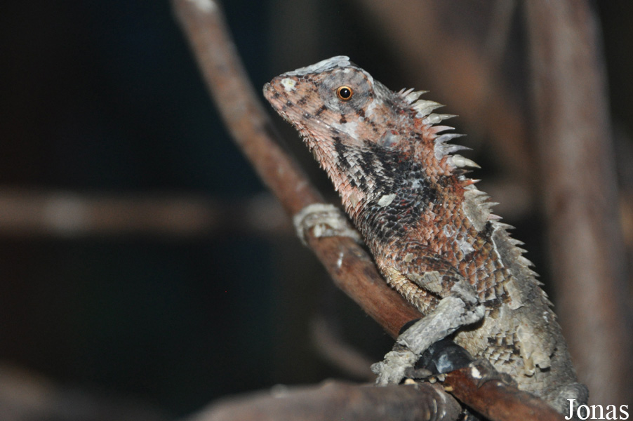 Calotes versicolor