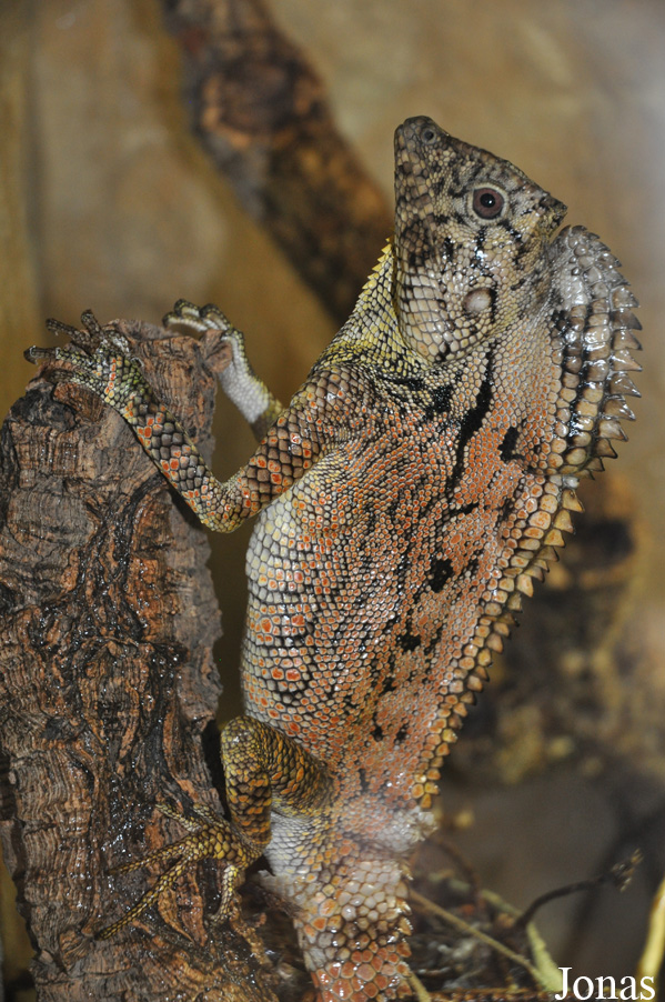 Gonocephalus doriae