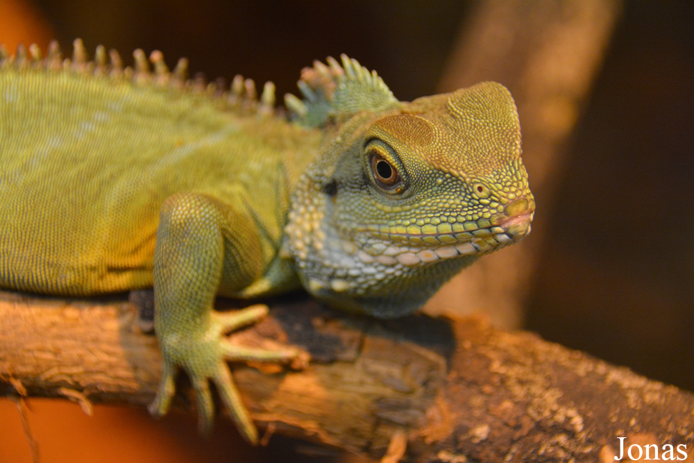 Physignathus cocincinus