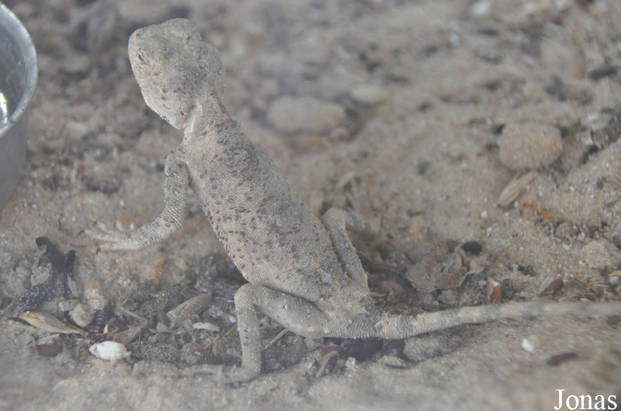 Stellagama stellio