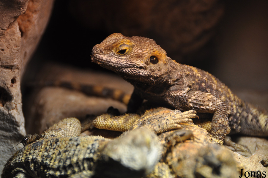 Stellagama stellio