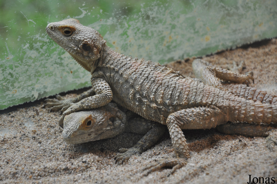 Stellagama stellio brachydactyla