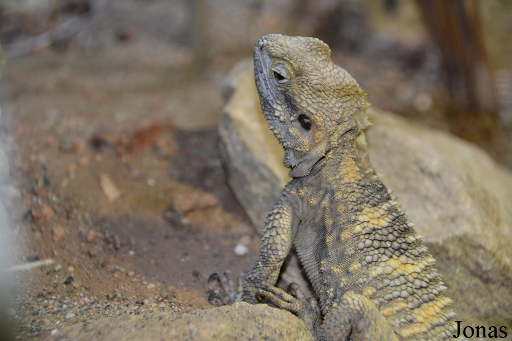 Stellagama stellio brachydactyla