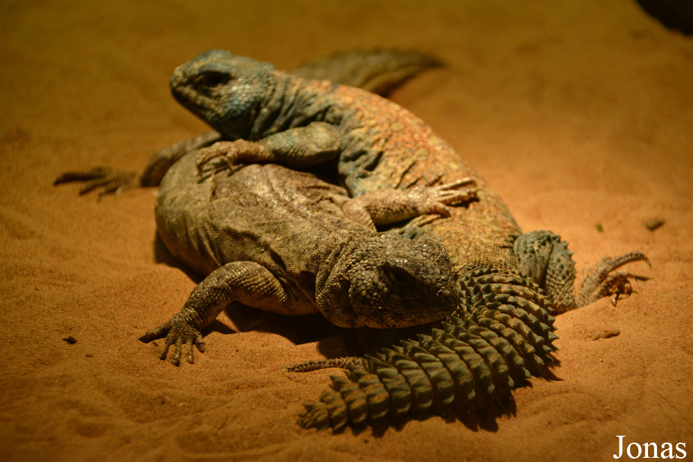 Uromastyx aegyptia