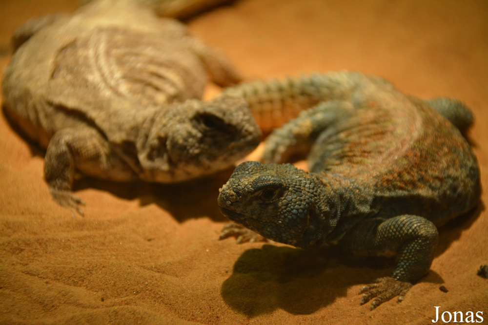 Uromastyx aegyptia