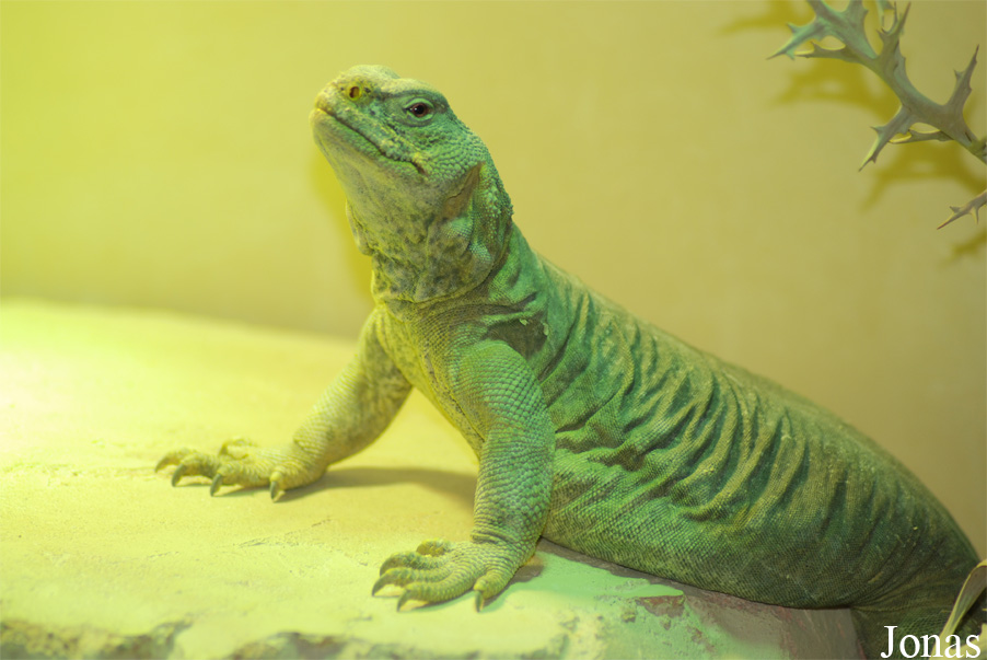 Uromastyx aegyptia