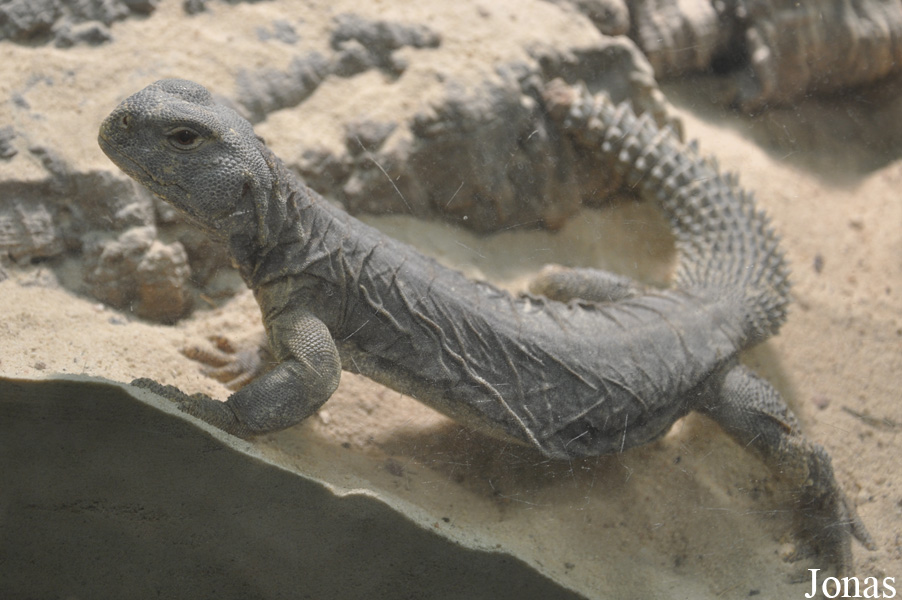 Uromastyx aegyptia microlepis