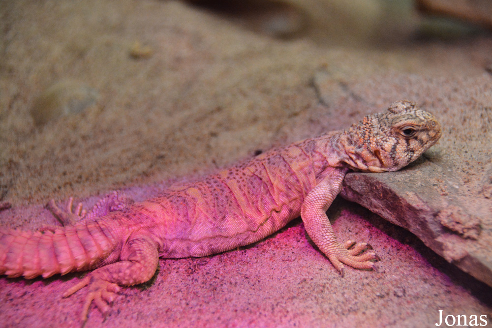 Uromastyx ornata