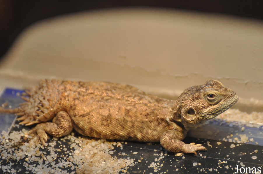 Xenagama taylori