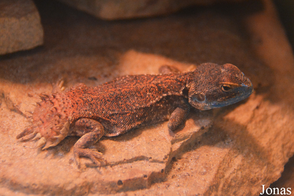Xenagama taylori