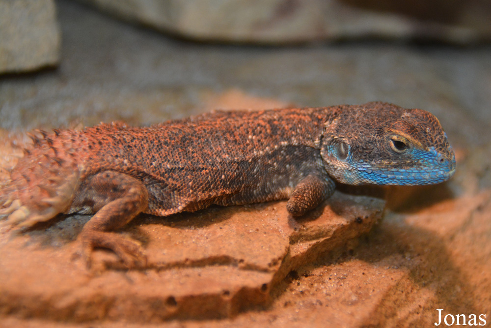 Xenagama taylori