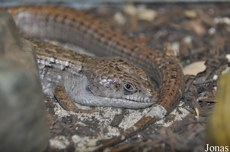 Elgaria multicarinata
