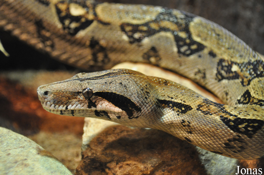 Boa constrictor