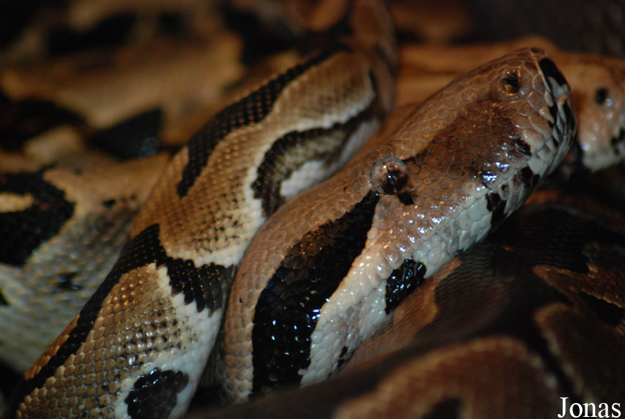 Boa constrictor