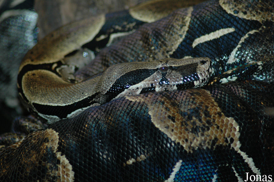 Boa constrictor