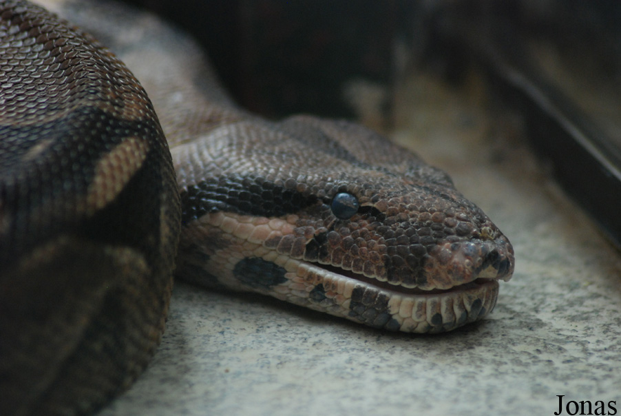 Boa constrictor imperator