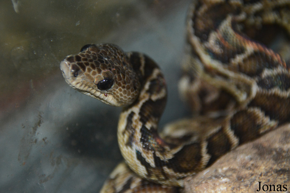 Chilabothrus angulifer