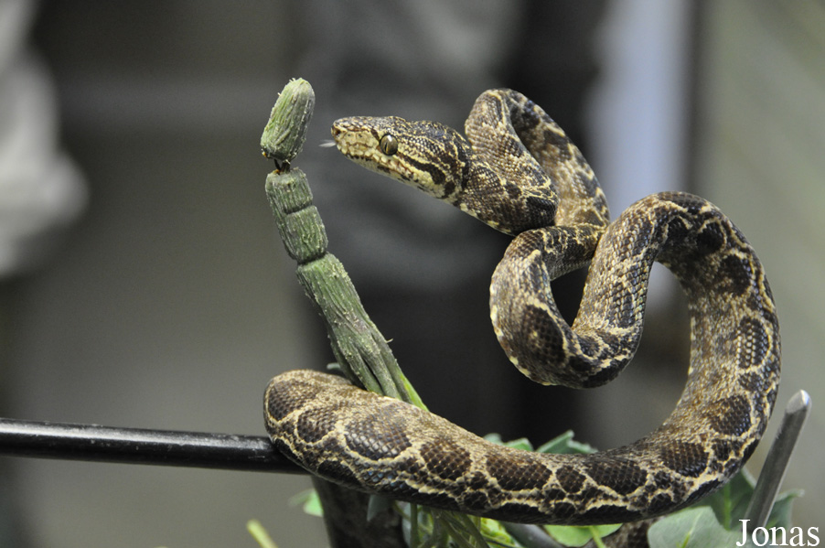 Corallus hortulanus