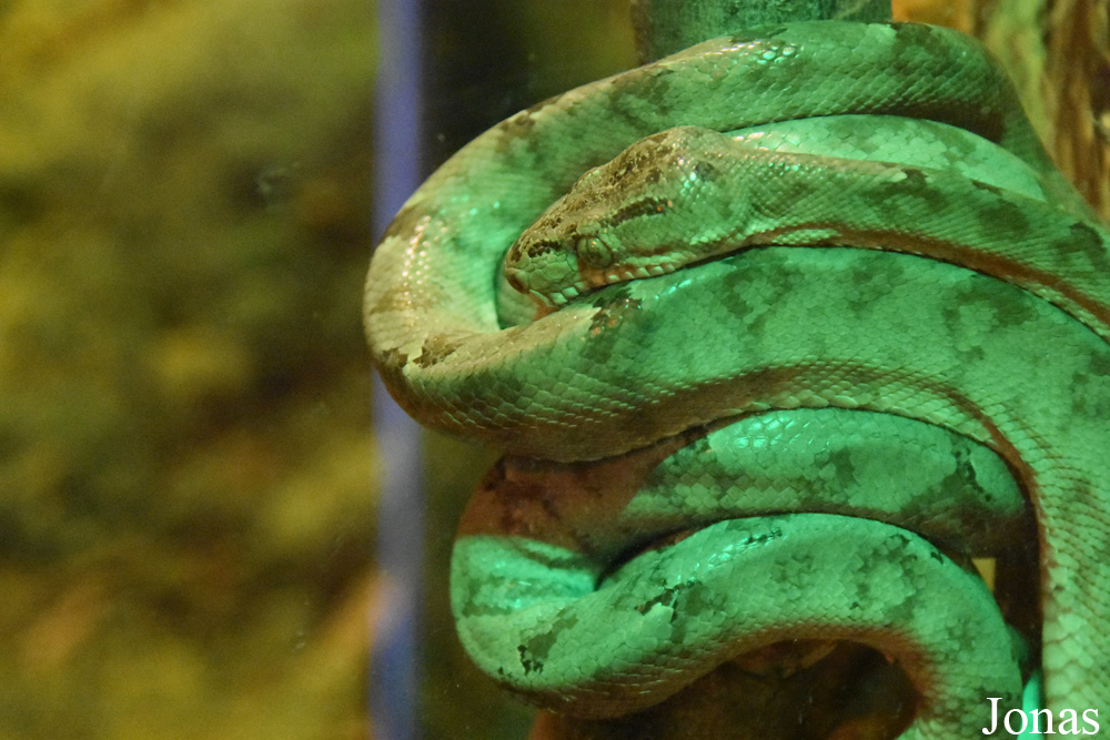 Corallus hortulanus