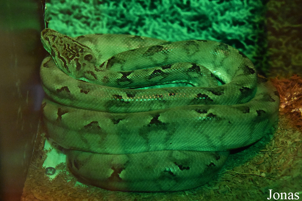 Corallus hortulanus