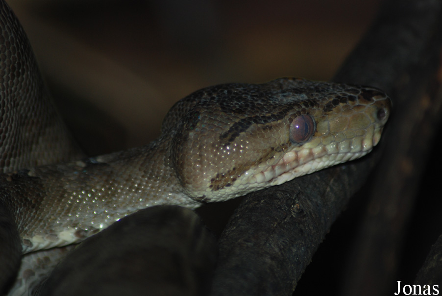 Corallus hortulanus