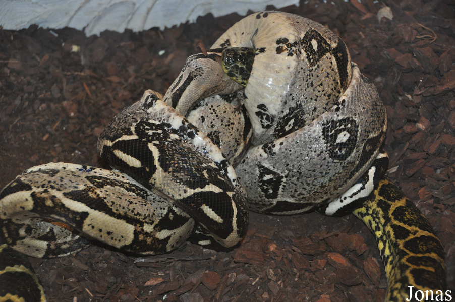 Eunectes notaeus