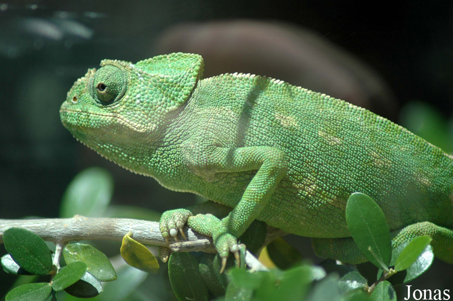 Chamaeleo chamaeleon