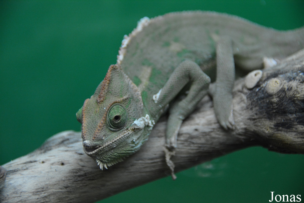 Chamaeleo chamaeleon