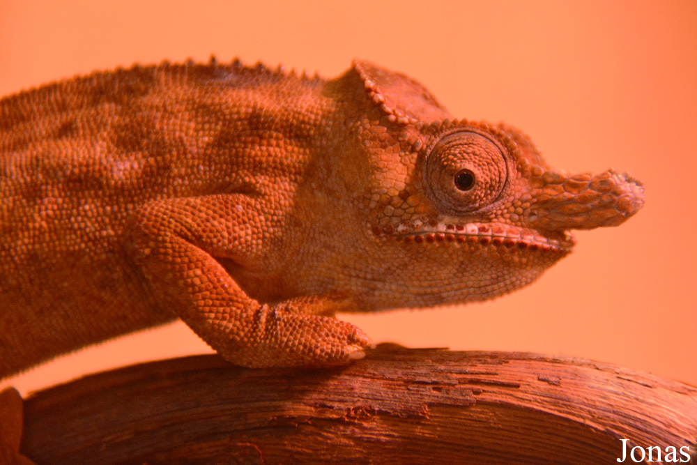 Furcifer minor