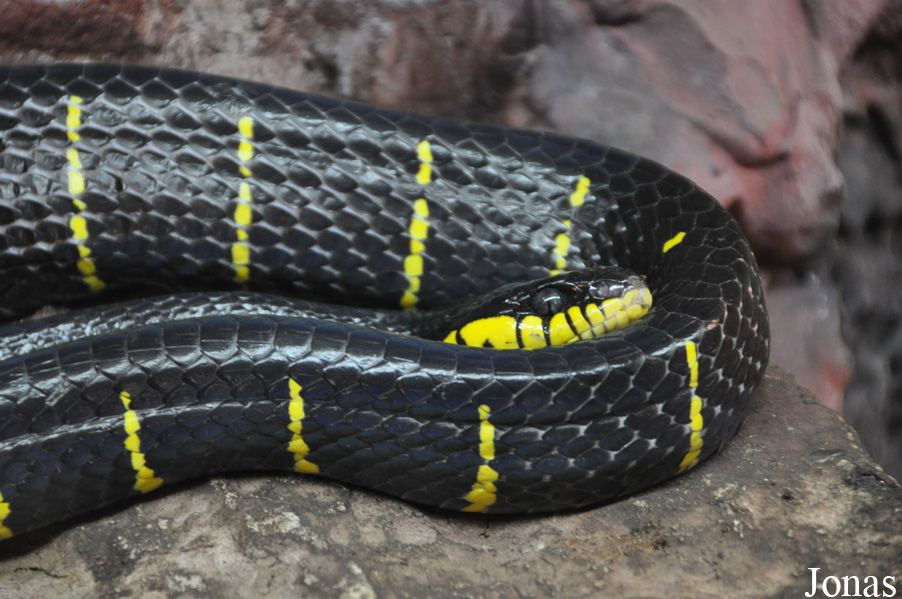 Boiga dendrophila melanota