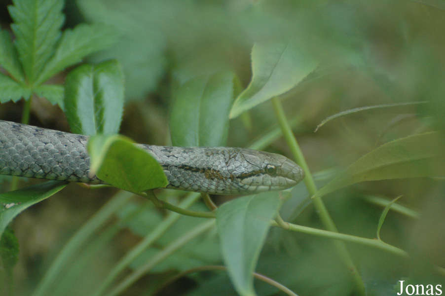 Coronella austriaca