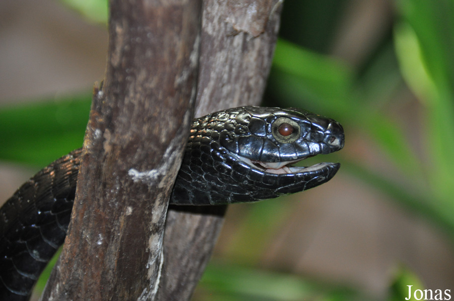 Dispholidus typus