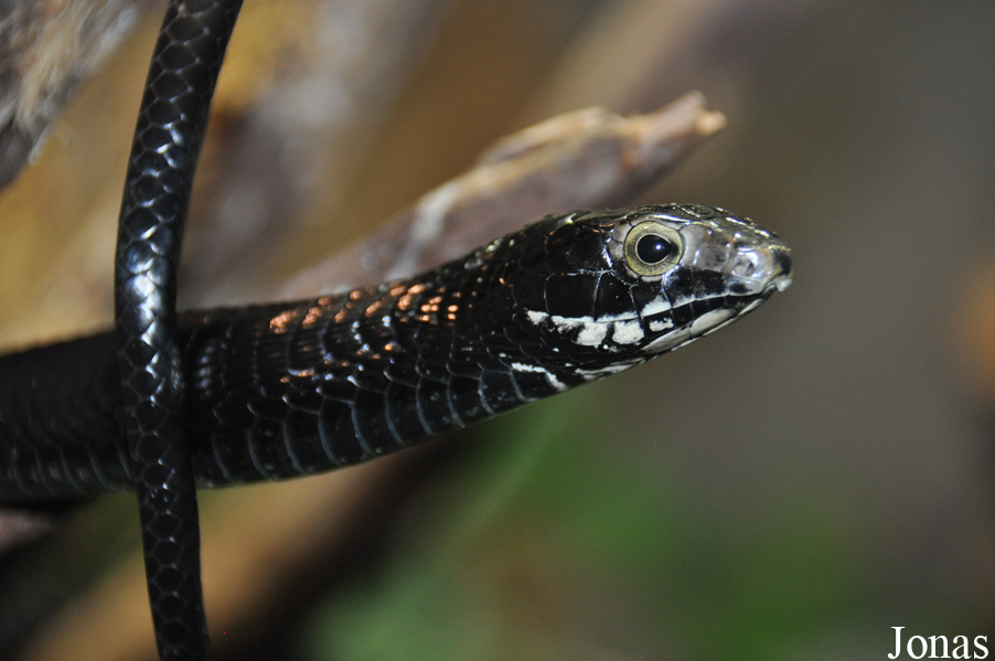 Dispholidus typus
